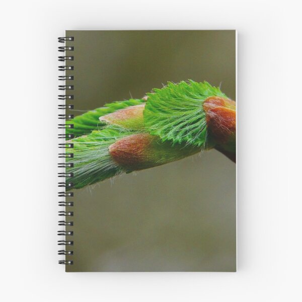 Item preview, Beech bud in spring designed and sold by Treemonk.