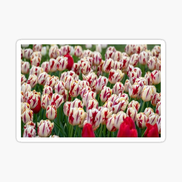 Peppermint Sticker