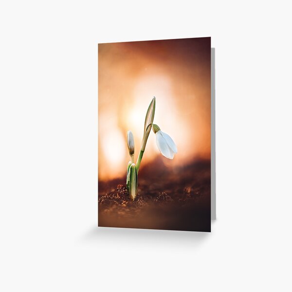 Macro of a single isolated snowdrop against golden sunshine background. Soft and blurred background with bokeh Greeting Card