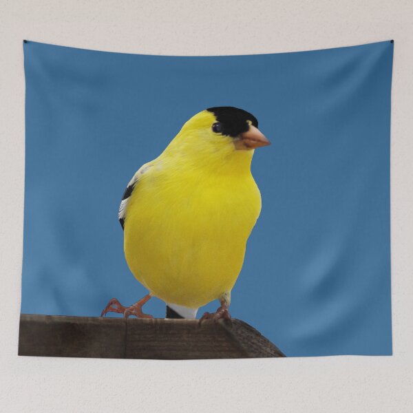 Item preview, Male American Goldfinch designed and sold by cherylorraine.