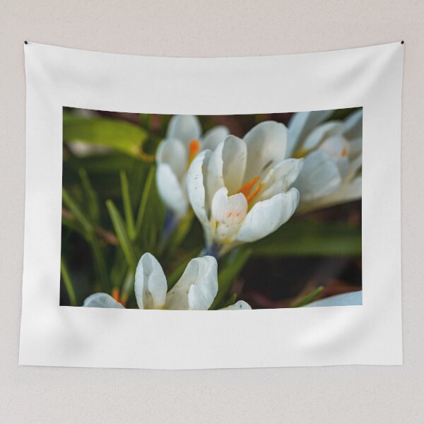 Aperçu de l'œuvre Wild Crocus créée et vendue par yackers1.