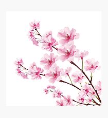 Sakura Cherry Blossom Photographic Print