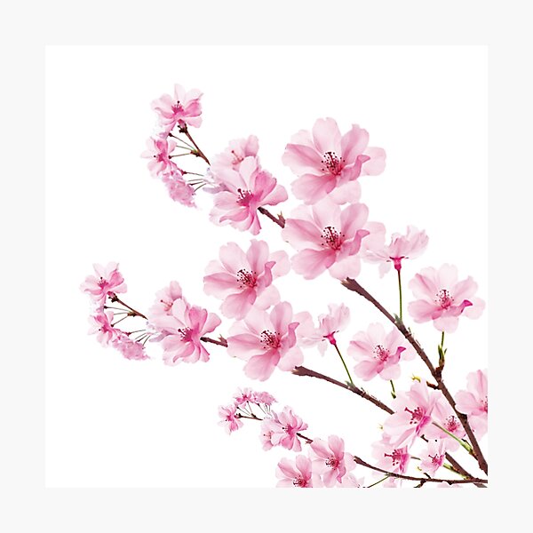 Sakura Cherry Blossom Photographic Print