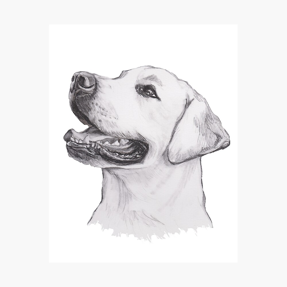 Lámina metálica «Labrador Retriever Dog Portrait Drawing» de LaLanny |  Redbubble