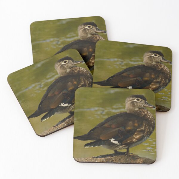 Item preview, Female wood duck designed and sold by photobypj.