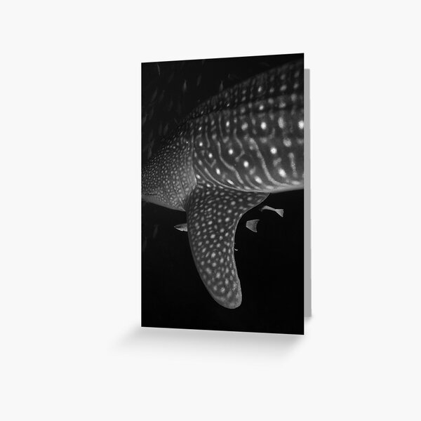Patterns On The Whale Shark Greeting Card