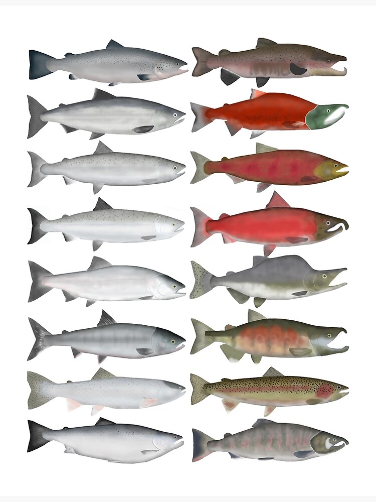 Sockeye Salmon Group Poster for Sale by fishfolkart