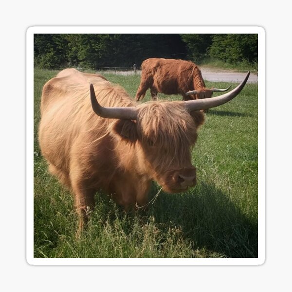Two beautiful cows in Lower Austria near Krems an der Donau Sticker