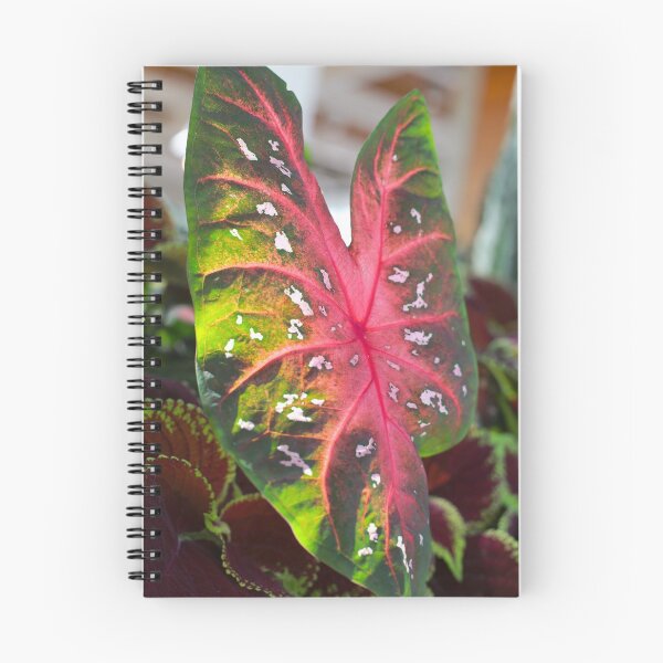 Item preview, Large red flashy Caladium designed and sold by KimhengFineArt.