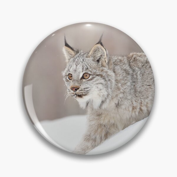 Artikelvorschau, Lynx Kitten erkunden entworfen und verkauft von mlorenz.