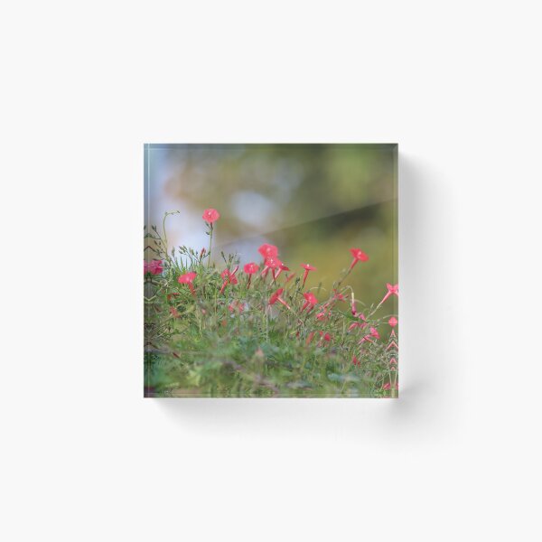 Item preview, Ipomea coccinea,red morning glory flower attract humming bird. designed and sold by KimhengFineArt.