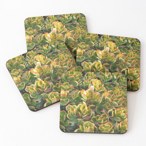 Item preview, Colourful crassula ovata designed and sold by greentiger1.