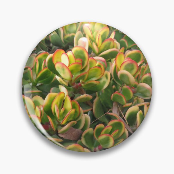 Item preview, Colourful crassula ovata designed and sold by greentiger1.
