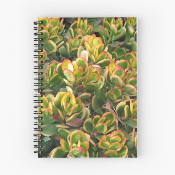 Item preview, Colourful crassula ovata designed and sold by greentiger1.