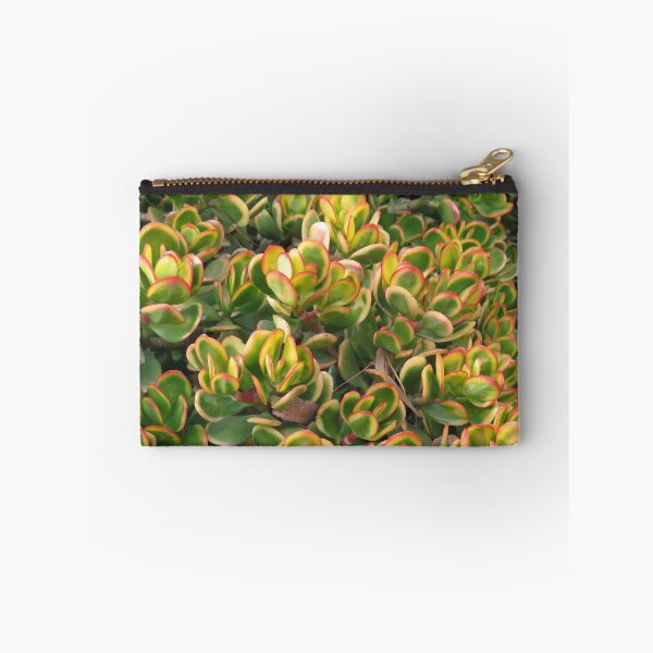 Item preview, Colourful crassula ovata designed and sold by greentiger1.