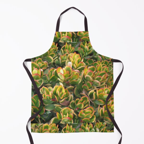 Item preview, Colourful crassula ovata designed and sold by greentiger1.