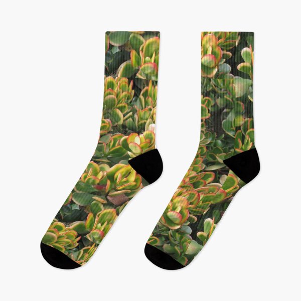 Item preview, Colourful crassula ovata designed and sold by greentiger1.
