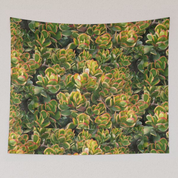 Item preview, Colourful crassula ovata designed and sold by greentiger1.