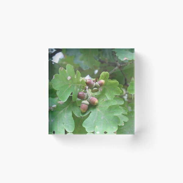 Item preview, Acorns designed and sold by greentiger1.