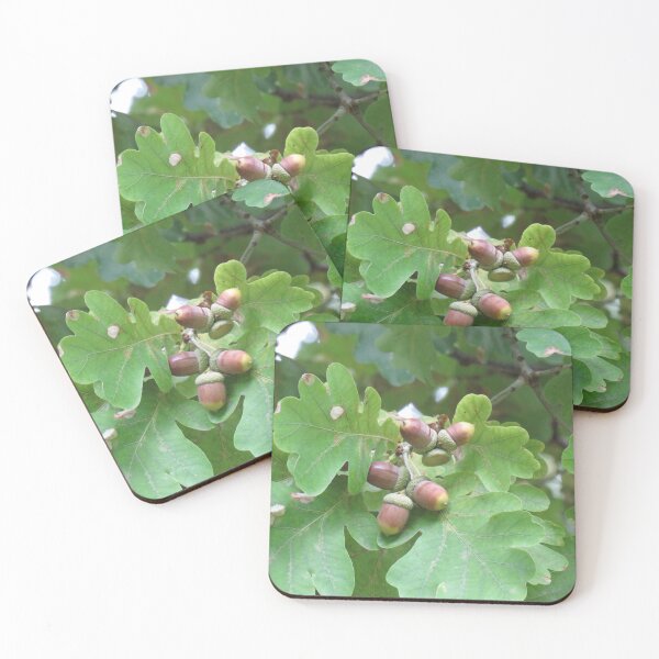 Item preview, Acorns designed and sold by greentiger1.