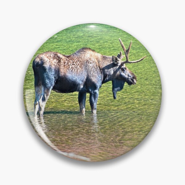 Item preview, Moose, Colorado designed and sold by littlecolor.