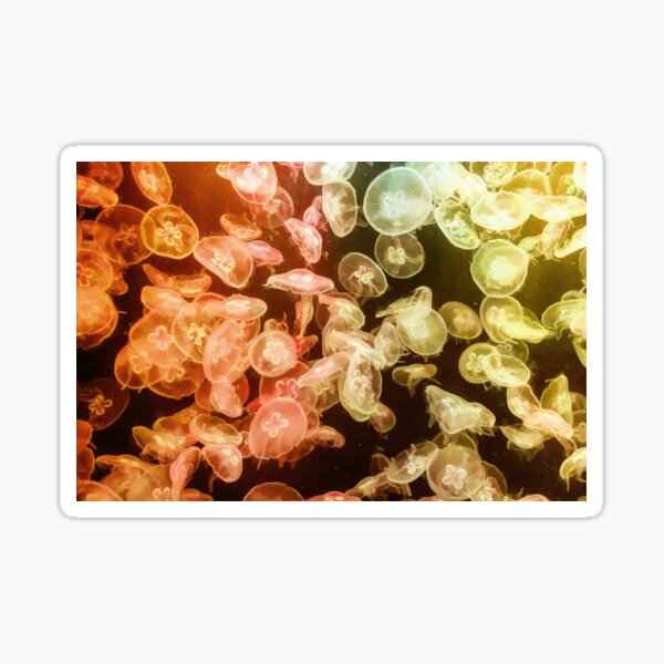 "Jellyfish" Sticker for Sale by DanielKiss02 Redbubble