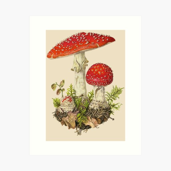 Item preview, Amanita Muscaria designed and sold by Hiraeth Atelier.