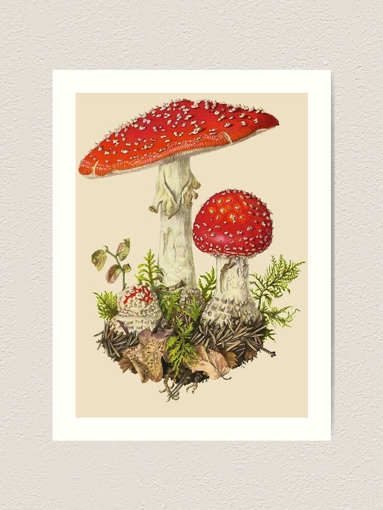 Abris Art Amanita String Art Kit