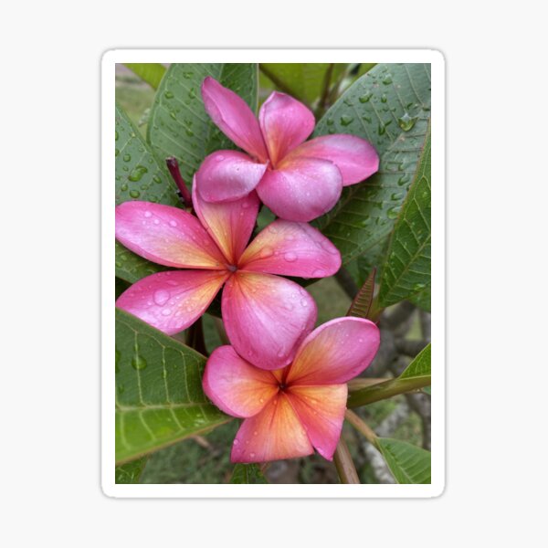 Item preview, FRANGIPANI TROPICAL BEAUTIES  designed and sold by Opalbluerose.
