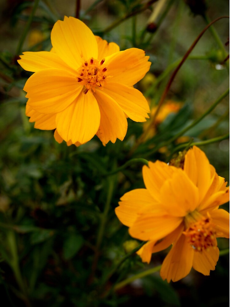 Golden Coreopsis by douglasewelch