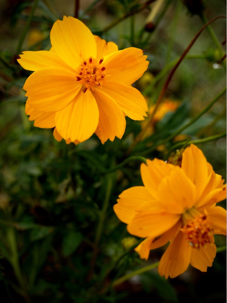 Golden Coreopsis by douglasewelch