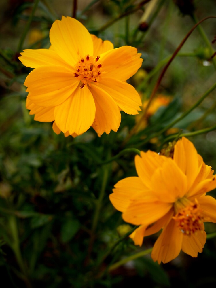 Golden Coreopsis by douglasewelch
