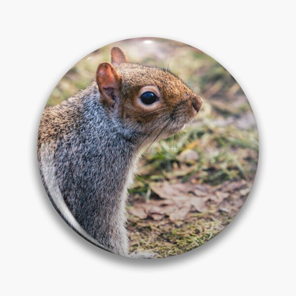 Item preview, Squirrel up close designed and sold by DelvesPhoto.
