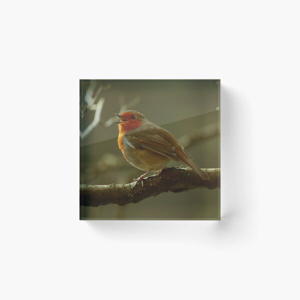 Item preview, Song of the Robin designed and sold by cjwarburton.