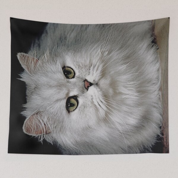 Item preview, r2750/ 2 "  Choupette " avec le Studio Portable Okaio et 3 (bal) flahs Okaio  - Les Chats du temps de l'Argentique - Cats from the time of the film "  (h) Olavia-Olao Okaio Créations designed and sold by o.okaïo.