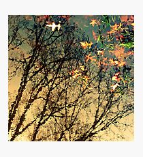 Park Life Photographic Print