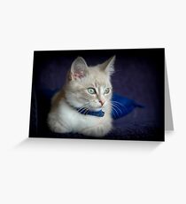 Kitten Greeting Card