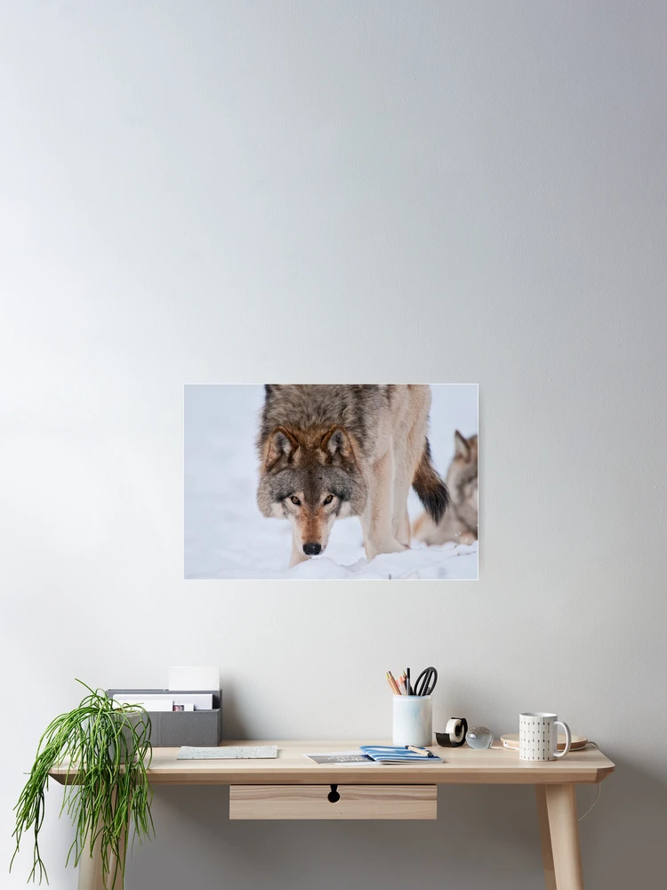 Thumbnail 2 of 3, Poster, Timber Wolves designed and sold by Michael Cummings.