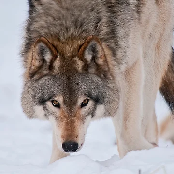 Artwork thumbnail, Timber Wolves by Michael Cummings