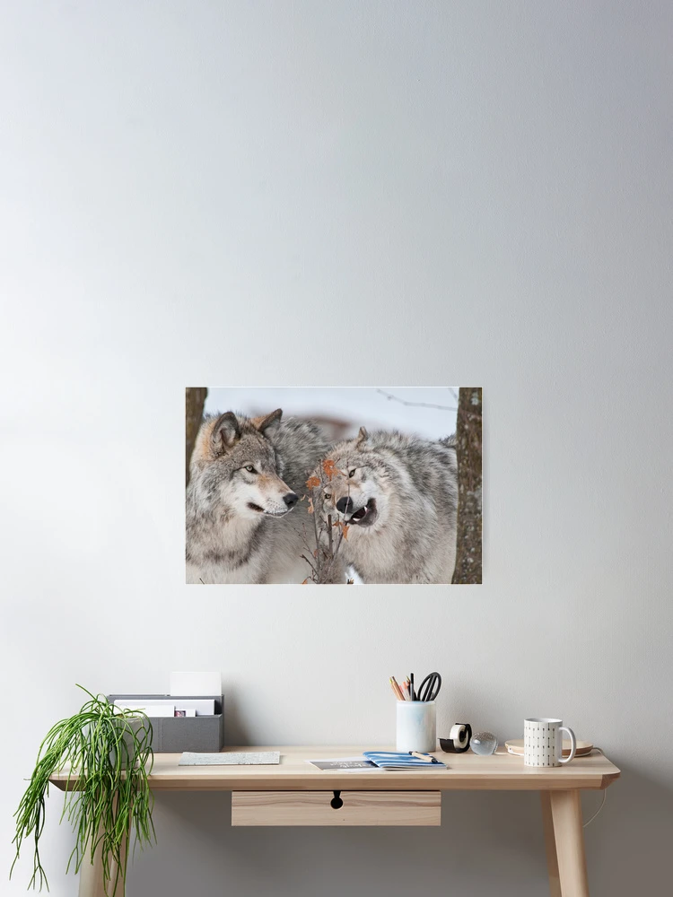 Thumbnail 2 of 3, Poster, Timber Wolves designed and sold by Michael Cummings.