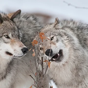 Artwork thumbnail, Timber Wolves by Michael Cummings