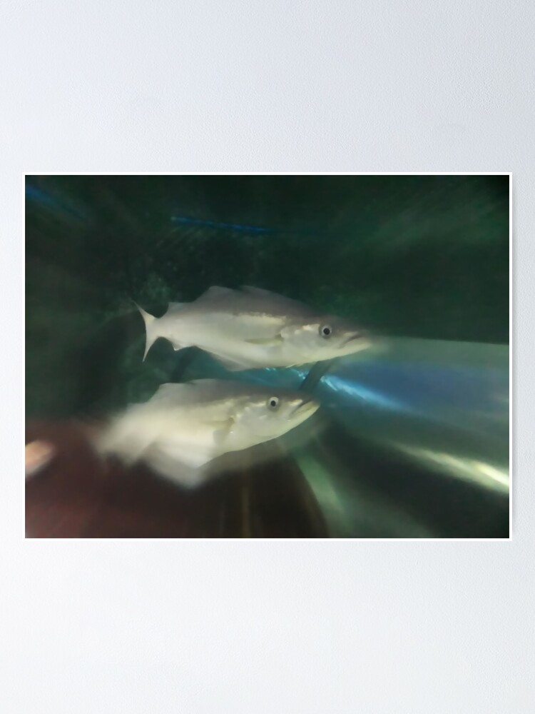 Two fishes Under water Sea Depth Ocean animals Two fishes Under water Sea Depth Ocean animals
