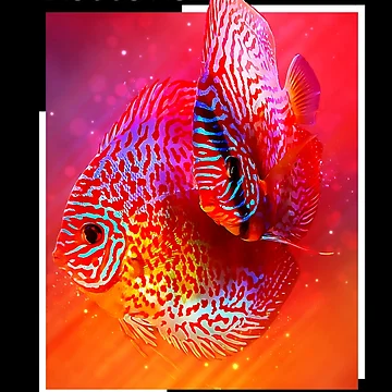 Artwork thumbnail, Discus Fish by GFishy