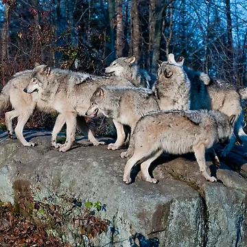 Artwork thumbnail, Timber Wolves by Michael Cummings