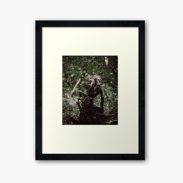 Eastham Woods Squirrel Framed Art Print
