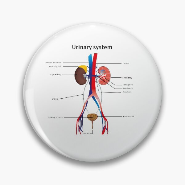 Item preview, Urinary system poster  |  educational poster for medical science  designed and sold by KARTICK DUTTA.