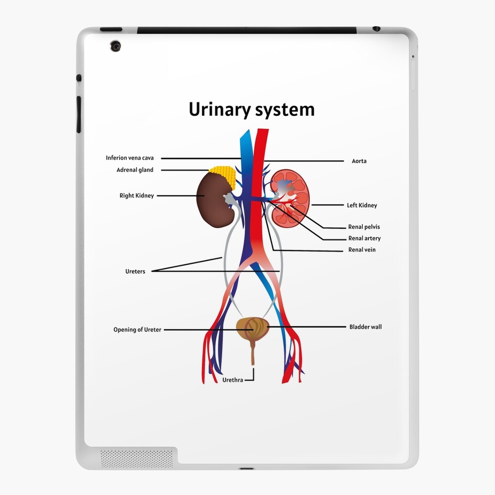 Figure 8-1. The human urinary system. - Basic Human Physiology
