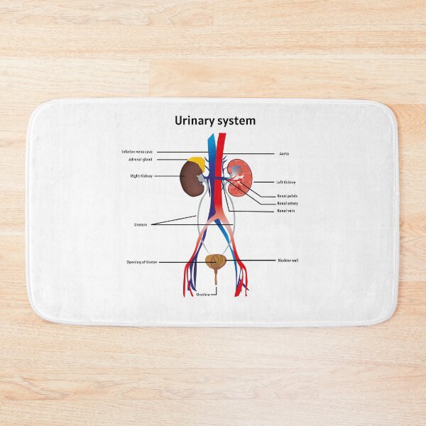Item preview, Urinary system poster | educational poster for medical science designed and sold by KARTICK DUTTA.