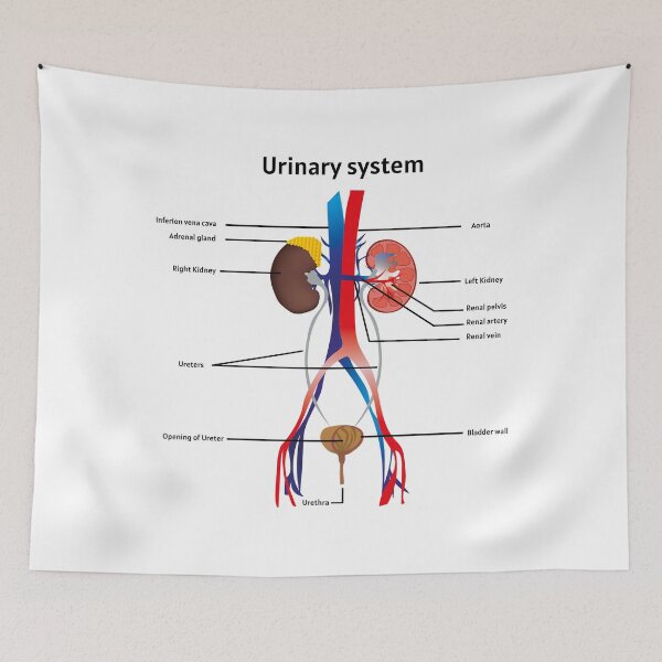 Item preview, Urinary system poster | educational poster for medical science designed and sold by KARTICK DUTTA.