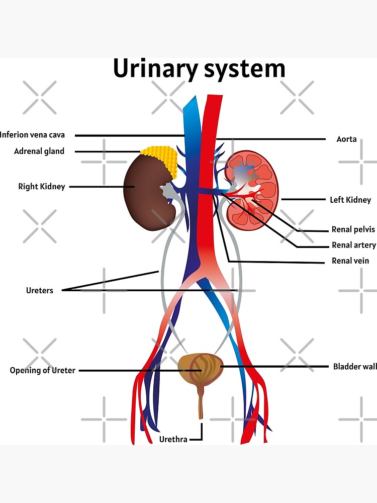 Labelled diagram of Excretory system in Human being